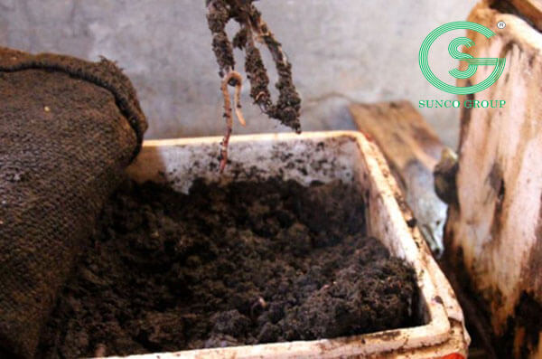cách nuôi trùn quế trong thùng xốp