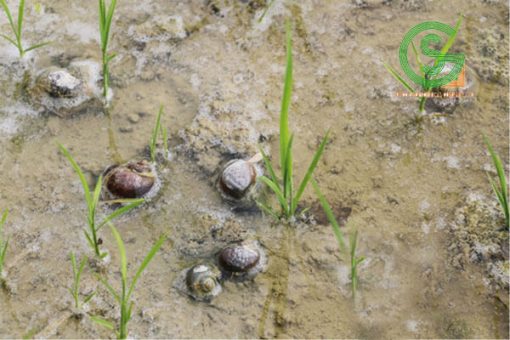 Kỹ thuật nuôi ốc ruộng hiệu quả, năng suất cao