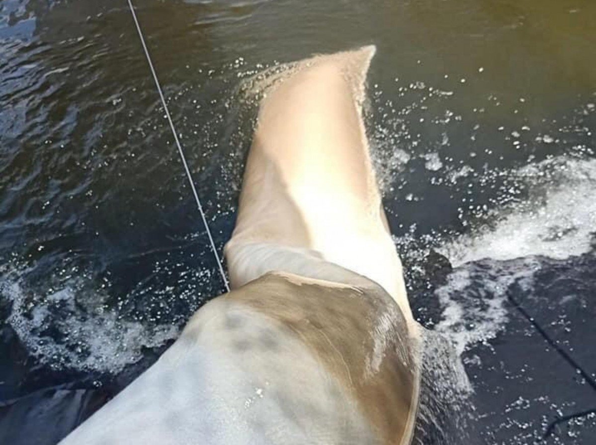 túi lọc nước nuôi tôm