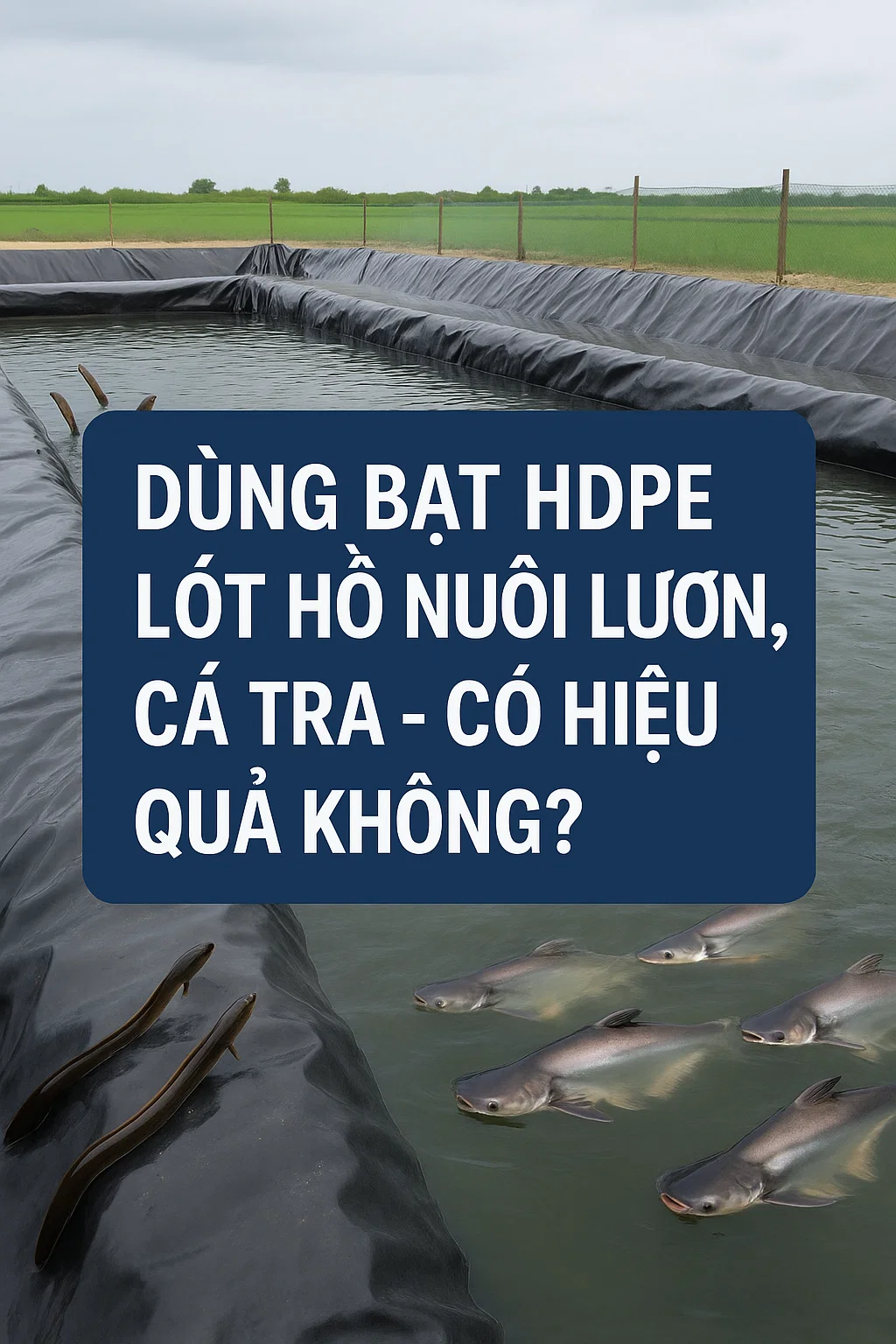 bạt HDPE lót hồ nuôi lươn cá tra